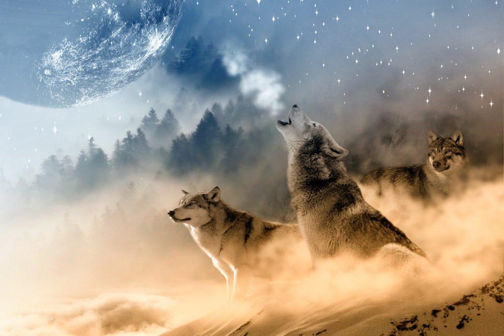 Der nordische Wolf ist der Lehrer unter den Krafttieren.