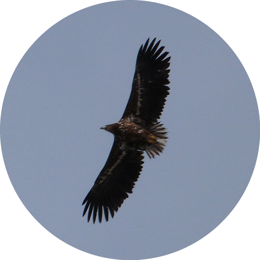 White tailed eagle of the North