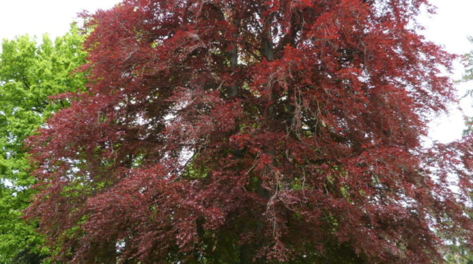 Blood Beech Tree