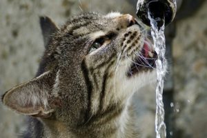 Katzen riechen gutes wasser