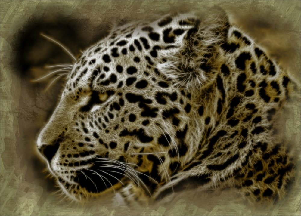 Der Jaguar ist das heilige Tier der Azteken